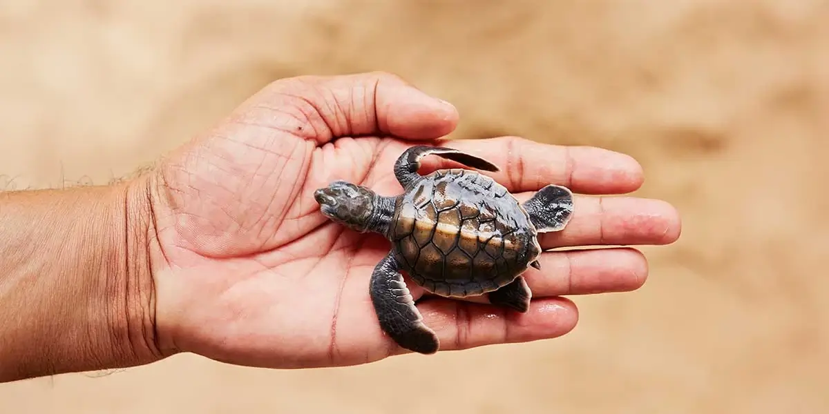 turtle hatching at royal solaris resorts beach