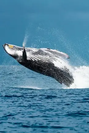 whale watching tour in los cabos