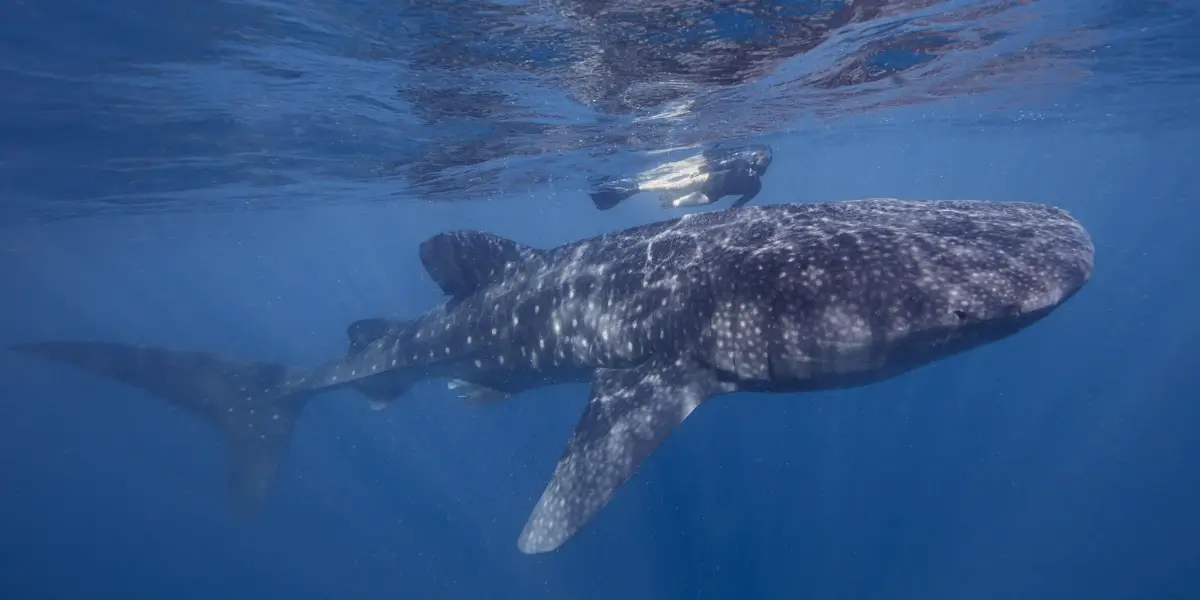 whale shark protection in mexico