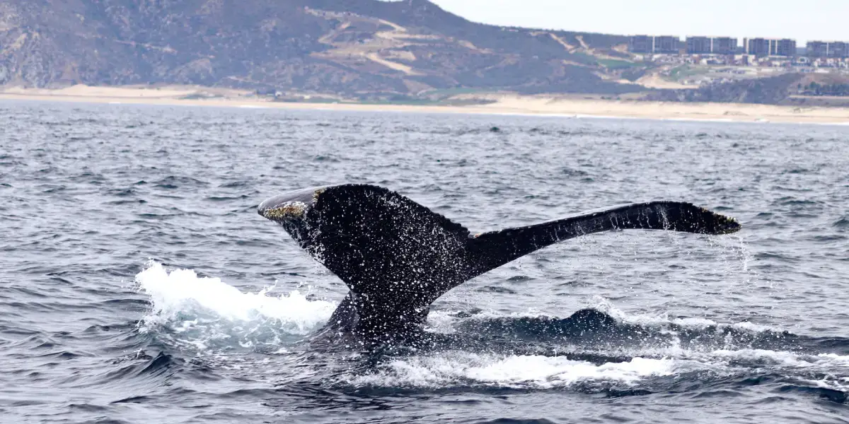 Whale Watching in Cabo